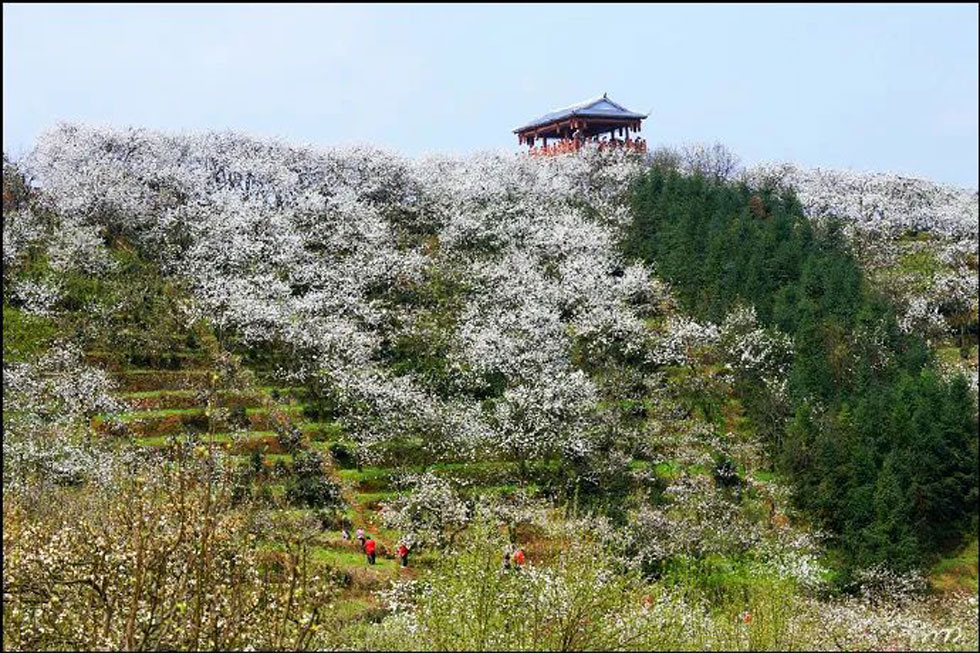 【春天，广西桂林灌阳县向您发出邀请！】我们在灌阳看梨花 - 游山玩水 - 威海生活社区 - 威海28生活网 weihai.28life.net