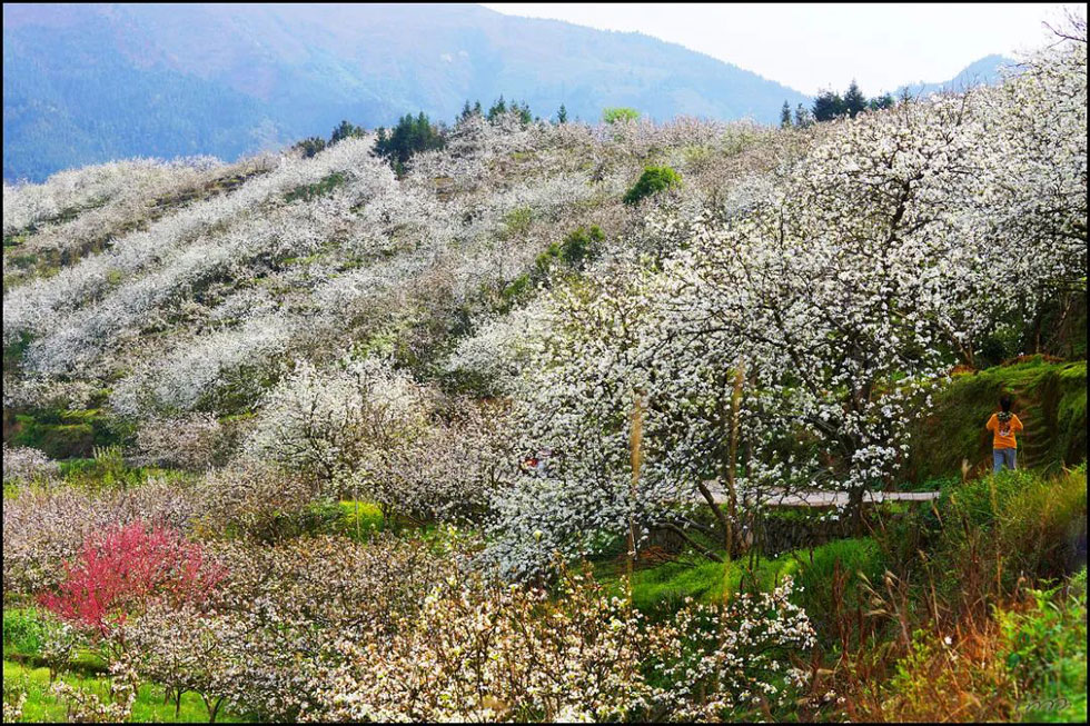 【春天，广西桂林灌阳县向您发出邀请！】我们在灌阳看梨花 - 游山玩水 - 威海生活社区 - 威海28生活网 weihai.28life.net