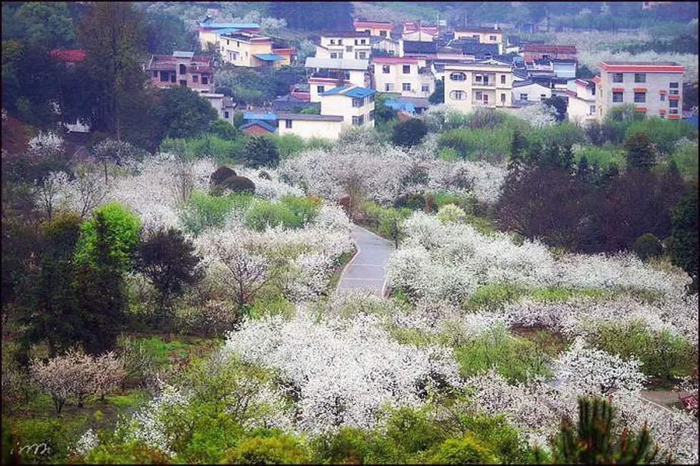 【春天，广西桂林灌阳县向您发出邀请！】我们在灌阳看梨花 - 游山玩水 - 威海生活社区 - 威海28生活网 weihai.28life.net