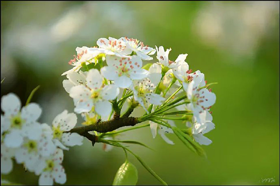 【春天，广西桂林灌阳县向您发出邀请！】我们在灌阳看梨花 - 游山玩水 - 威海生活社区 - 威海28生活网 weihai.28life.net