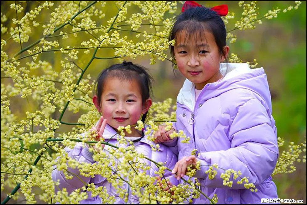 【春天，广西桂林灌阳县向您发出邀请！】米珠山前有片山苍子花在飘香 - 游山玩水 - 威海生活社区 - 威海28生活网 weihai.28life.net