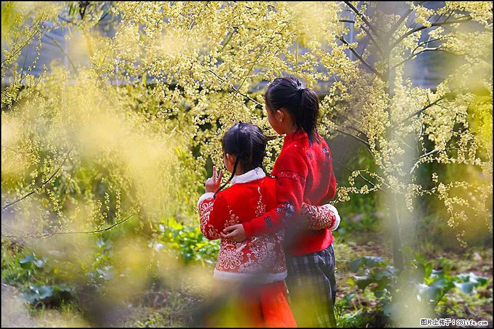 【春天，广西桂林灌阳县向您发出邀请！】米珠山前有片山苍子花在飘香 - 游山玩水 - 威海生活社区 - 威海28生活网 weihai.28life.net