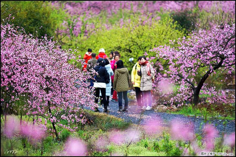 【春天，广西桂林灌阳县向您发出邀请！】官庄村有个醉美的桃花园 - 游山玩水 - 威海生活社区 - 威海28生活网 weihai.28life.net
