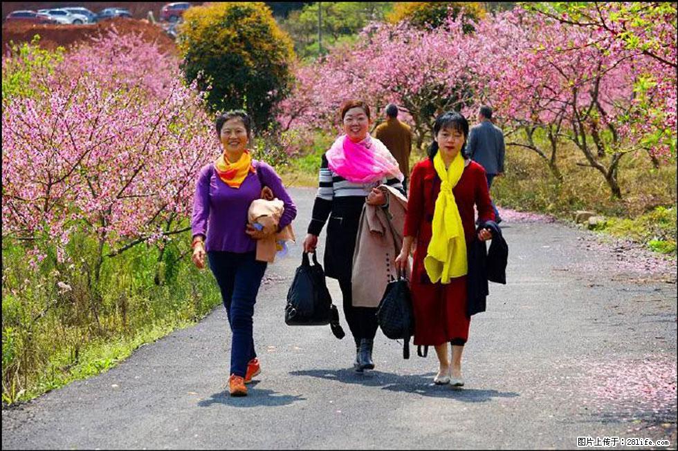 【春天，广西桂林灌阳县向您发出邀请！】官庄村有个醉美的桃花园 - 游山玩水 - 威海生活社区 - 威海28生活网 weihai.28life.net