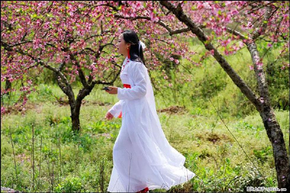 【春天，广西桂林灌阳县向您发出邀请！】官庄村有个醉美的桃花园 - 游山玩水 - 威海生活社区 - 威海28生活网 weihai.28life.net
