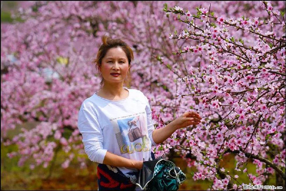 【春天，广西桂林灌阳县向您发出邀请！】官庄村有个醉美的桃花园 - 游山玩水 - 威海生活社区 - 威海28生活网 weihai.28life.net