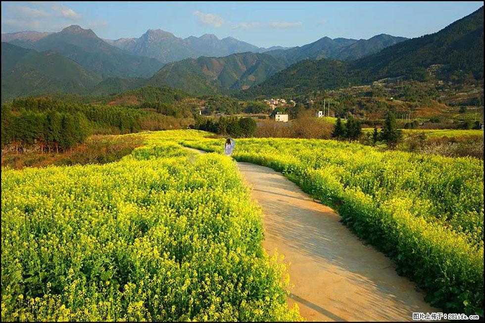 【春天，广西桂林灌阳县向您发出邀请！】长坪村油菜盛情花开 - 游山玩水 - 威海生活社区 - 威海28生活网 weihai.28life.net
