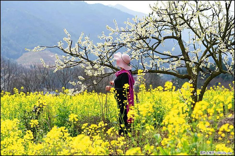 【春天，广西桂林灌阳县向您发出邀请！】长坪村油菜盛情花开 - 游山玩水 - 威海生活社区 - 威海28生活网 weihai.28life.net