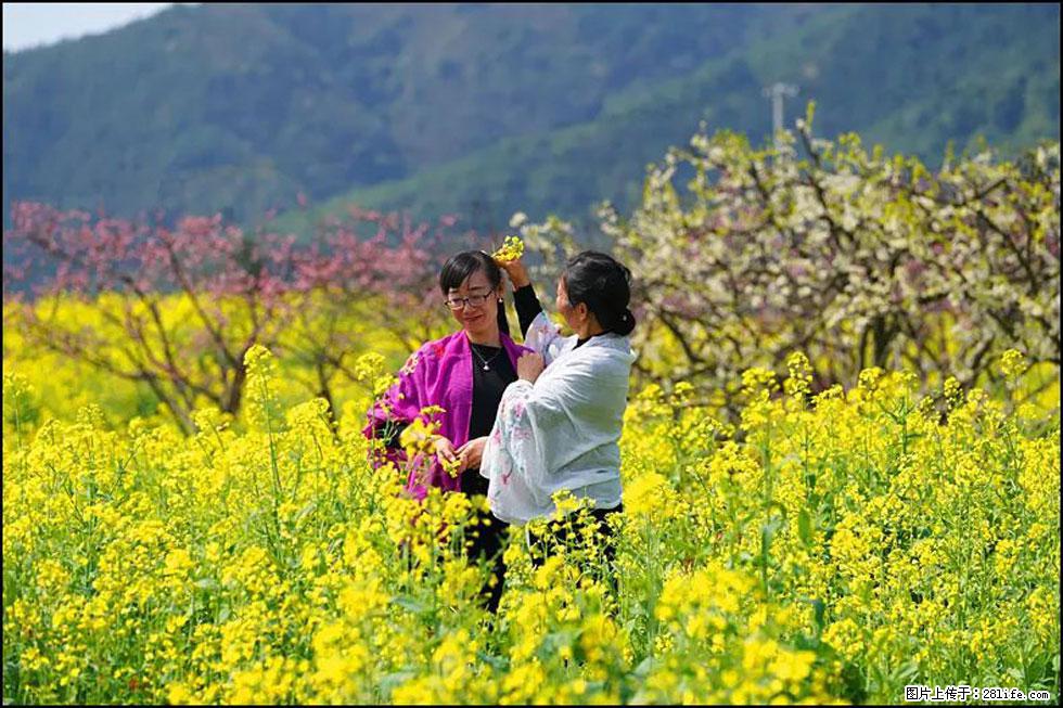 【春天，广西桂林灌阳县向您发出邀请！】长坪村油菜盛情花开 - 游山玩水 - 威海生活社区 - 威海28生活网 weihai.28life.net