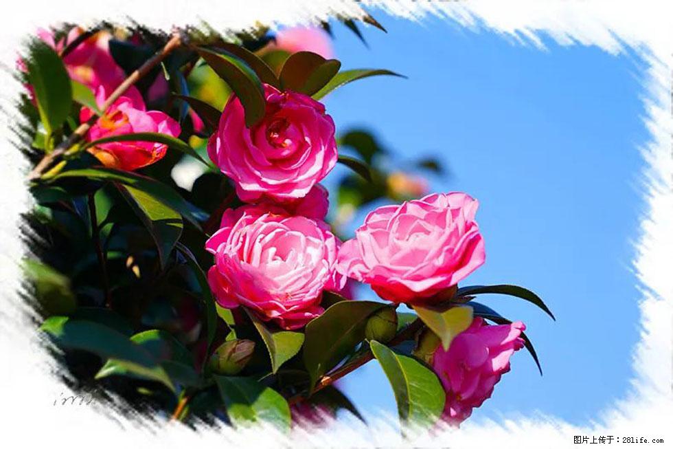 【春天，广西桂林灌阳县向您发出邀请！】杨柳井茶花惹人爱 - 游山玩水 - 威海生活社区 - 威海28生活网 weihai.28life.net