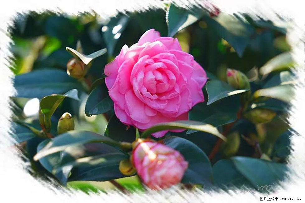 【春天，广西桂林灌阳县向您发出邀请！】杨柳井茶花惹人爱 - 游山玩水 - 威海生活社区 - 威海28生活网 weihai.28life.net