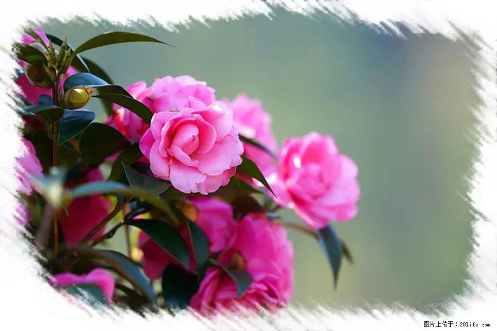 【春天，广西桂林灌阳县向您发出邀请！】杨柳井茶花惹人爱 - 游山玩水 - 威海生活社区 - 威海28生活网 weihai.28life.net