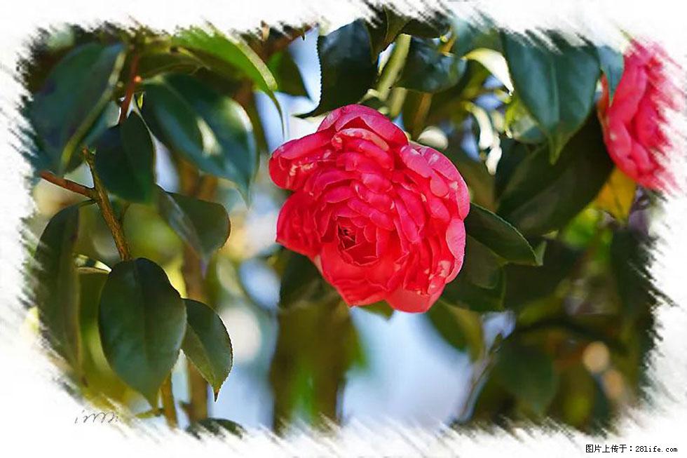 【春天，广西桂林灌阳县向您发出邀请！】杨柳井茶花惹人爱 - 游山玩水 - 威海生活社区 - 威海28生活网 weihai.28life.net