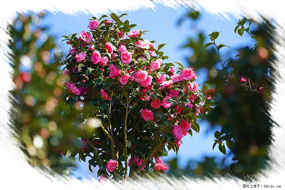 【春天，广西桂林灌阳县向您发出邀请！】杨柳井茶花惹人爱 - 游山玩水 - 威海生活社区 - 威海28生活网 weihai.28life.net