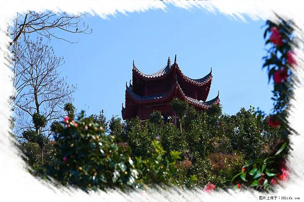 【春天，广西桂林灌阳县向您发出邀请！】杨柳井茶花惹人爱 - 游山玩水 - 威海生活社区 - 威海28生活网 weihai.28life.net