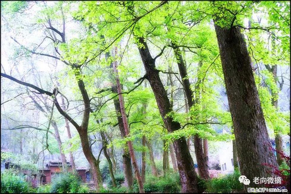 【春天，广西桂林灌阳县向您发出邀请！】在小龙村与春天约会 - 游山玩水 - 威海生活社区 - 威海28生活网 weihai.28life.net
