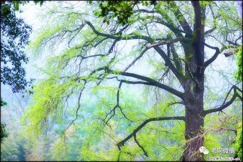 【春天，广西桂林灌阳县向您发出邀请！】在小龙村与春天约会 - 游山玩水 - 威海生活社区 - 威海28生活网 weihai.28life.net