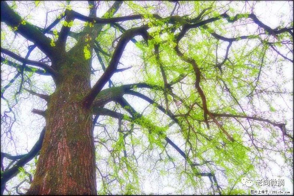 【春天，广西桂林灌阳县向您发出邀请！】在小龙村与春天约会 - 游山玩水 - 威海生活社区 - 威海28生活网 weihai.28life.net