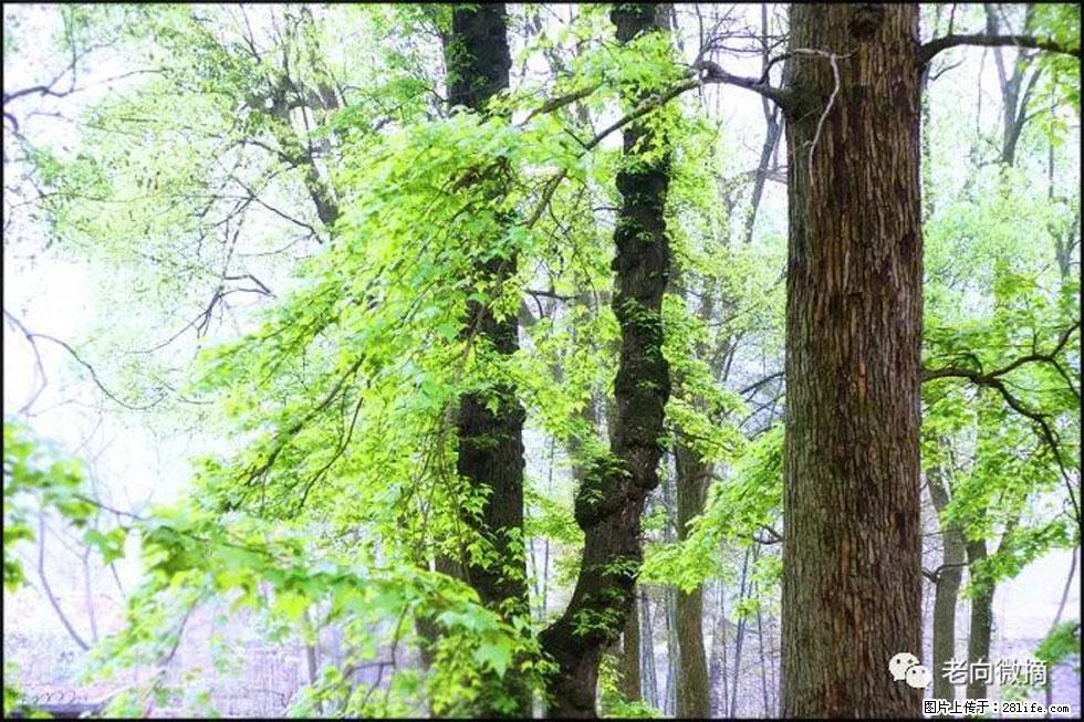 【春天，广西桂林灌阳县向您发出邀请！】在小龙村与春天约会 - 游山玩水 - 威海生活社区 - 威海28生活网 weihai.28life.net