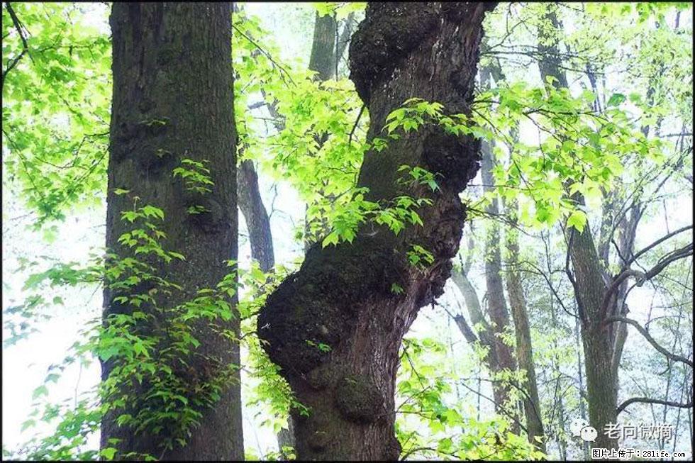 【春天，广西桂林灌阳县向您发出邀请！】在小龙村与春天约会 - 游山玩水 - 威海生活社区 - 威海28生活网 weihai.28life.net