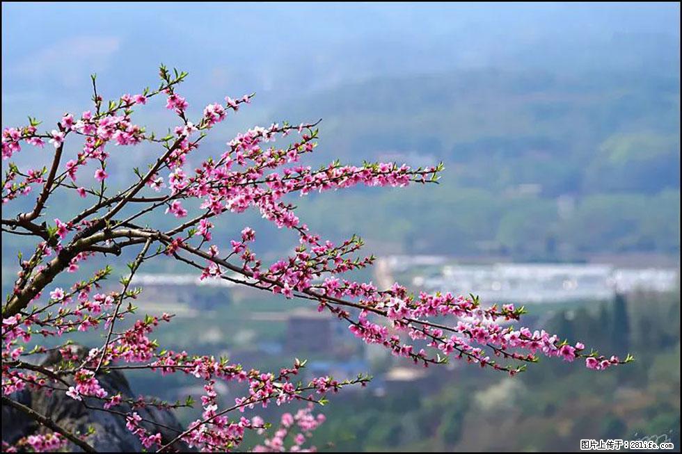 【春天，广西桂林灌阳县向您发出邀请！】望月岭上桃花开 - 游山玩水 - 威海生活社区 - 威海28生活网 weihai.28life.net