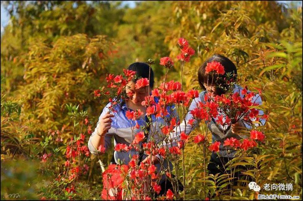 【春天，广西桂林灌阳县向您发出邀请！】登麒麟山，相约映山红 - 游山玩水 - 威海生活社区 - 威海28生活网 weihai.28life.net