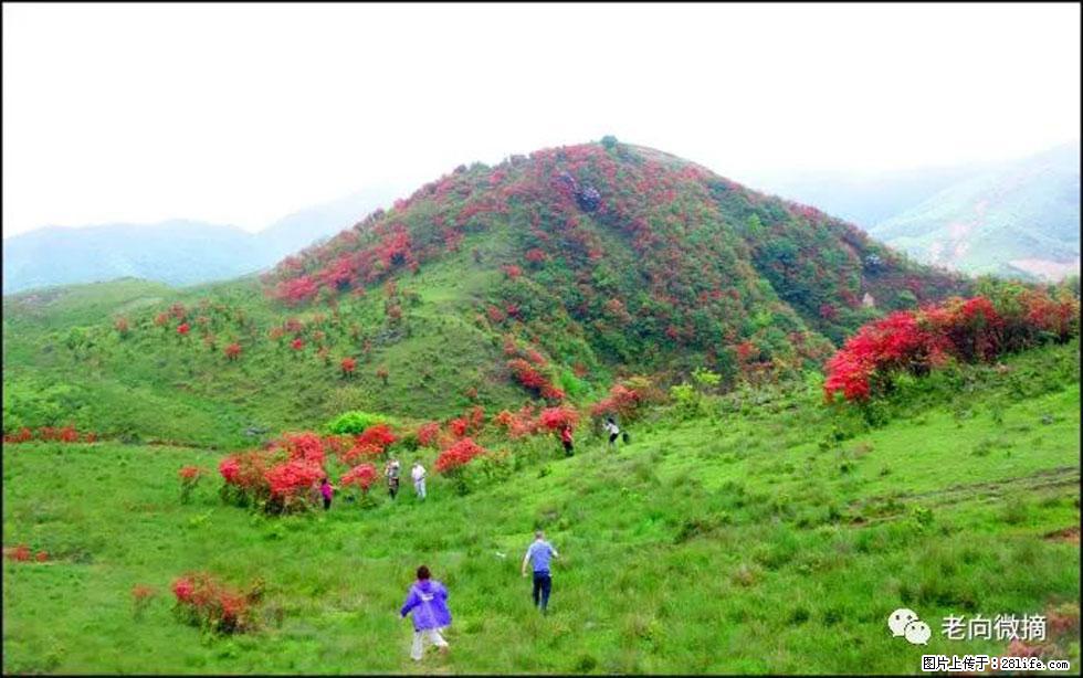 【春天，广西桂林灌阳县向您发出邀请！】宝盖山上映山红 - 游山玩水 - 威海生活社区 - 威海28生活网 weihai.28life.net