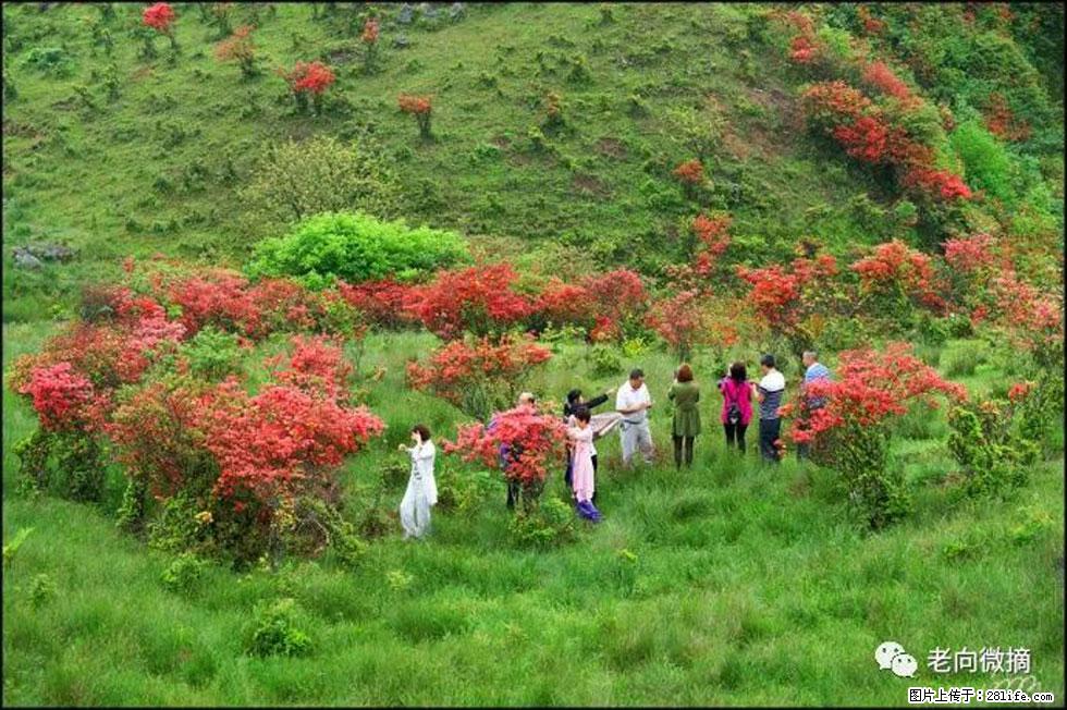 【春天，广西桂林灌阳县向您发出邀请！】宝盖山上映山红 - 游山玩水 - 威海生活社区 - 威海28生活网 weihai.28life.net