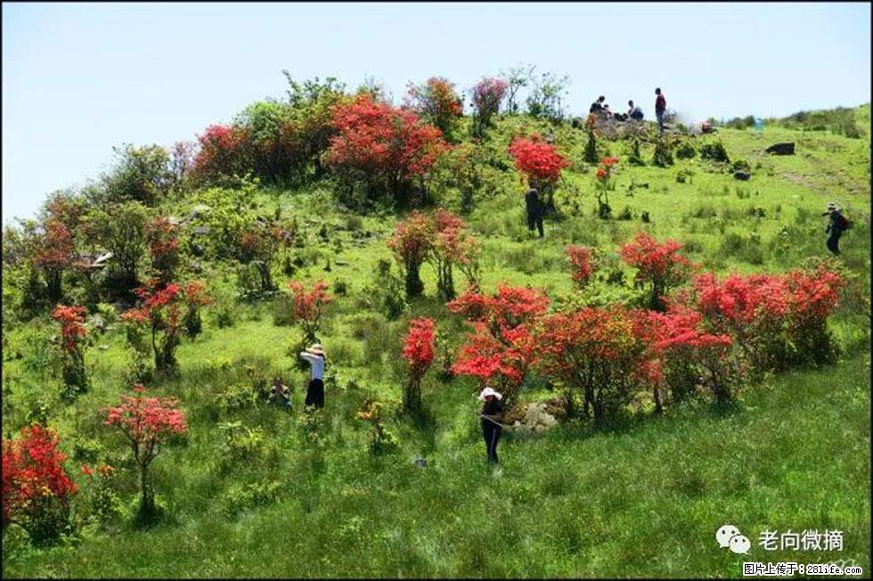 【春天，广西桂林灌阳县向您发出邀请！】宝盖山上映山红 - 游山玩水 - 威海生活社区 - 威海28生活网 weihai.28life.net