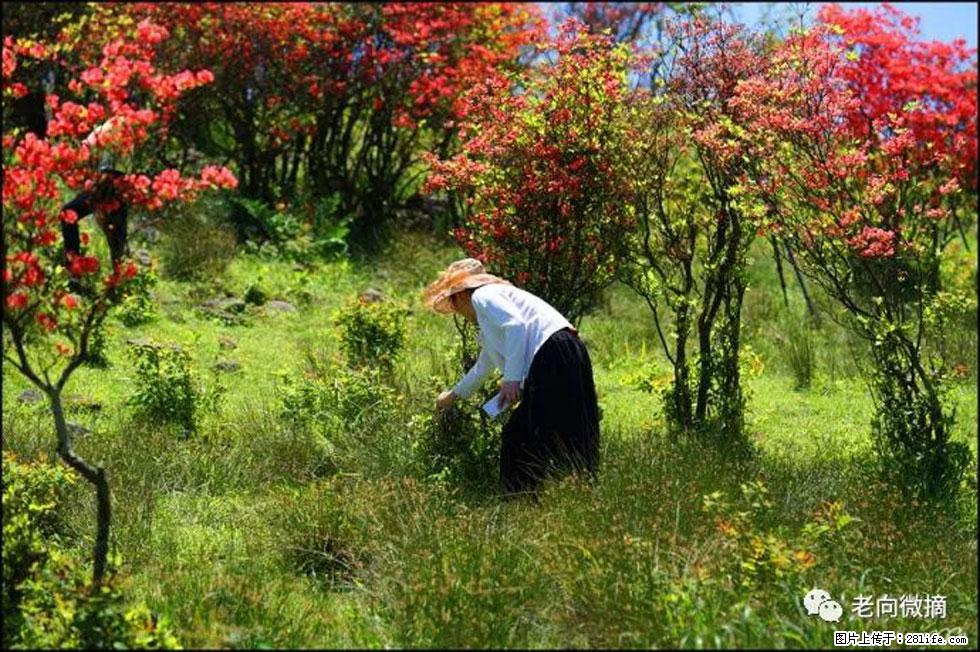 【春天，广西桂林灌阳县向您发出邀请！】宝盖山上映山红 - 游山玩水 - 威海生活社区 - 威海28生活网 weihai.28life.net