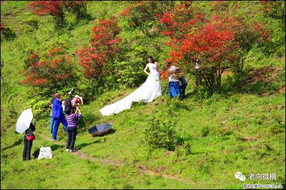 【春天，广西桂林灌阳县向您发出邀请！】宝盖山上映山红 - 游山玩水 - 威海生活社区 - 威海28生活网 weihai.28life.net