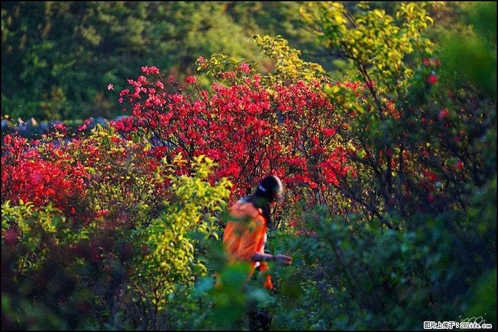 【春天，广西桂林灌阳县向您发出邀请！】春木界上映山红 - 游山玩水 - 威海生活社区 - 威海28生活网 weihai.28life.net