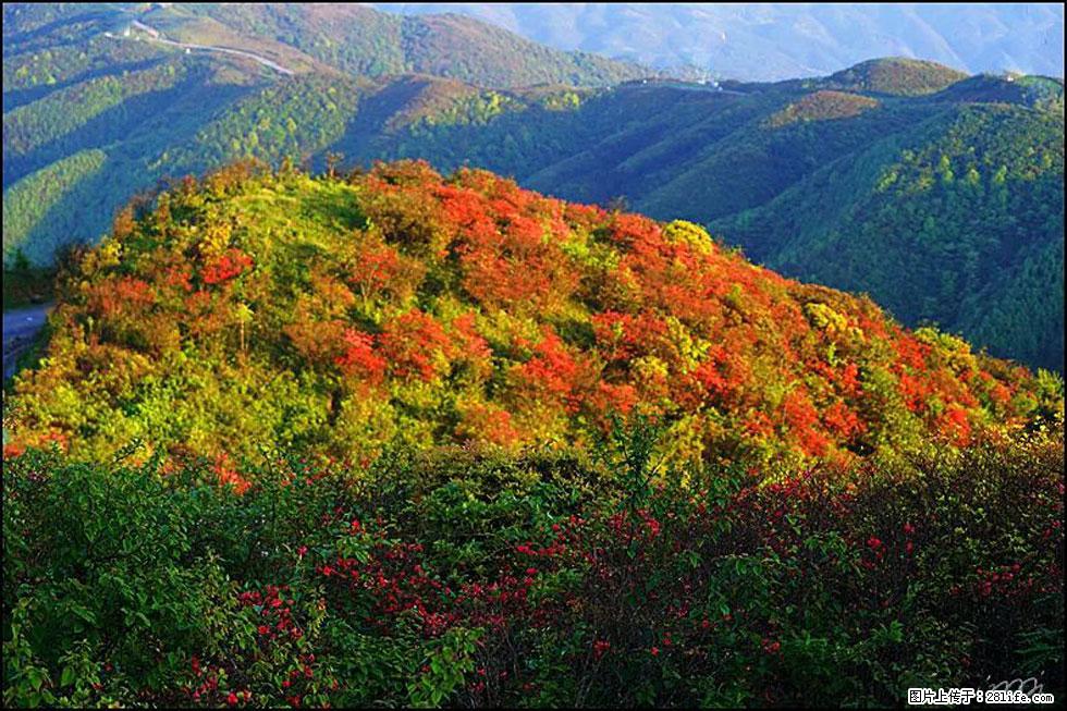 【春天，广西桂林灌阳县向您发出邀请！】春木界上映山红 - 游山玩水 - 威海生活社区 - 威海28生活网 weihai.28life.net