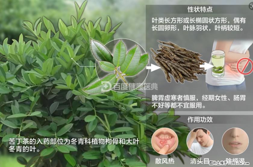 苦丁茶有哪些功效和作用 - 生活百科 - 威海生活社区 - 威海28生活网 weihai.28life.net