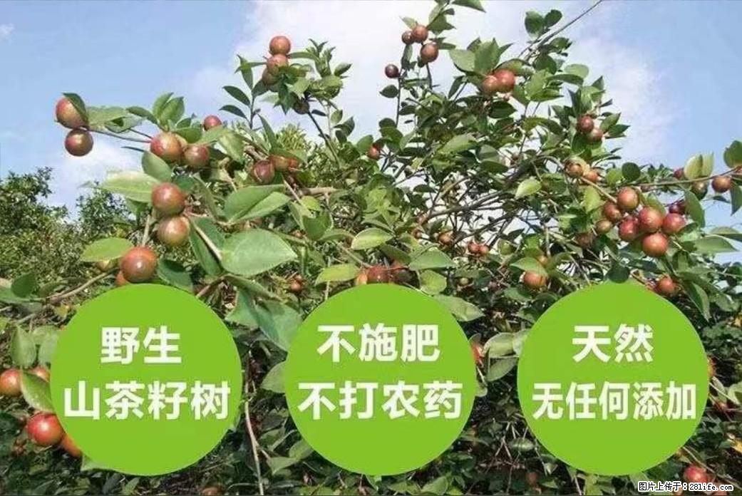 【灌阳县油茶产业示范区】一个有着充实的精神生活的人，对待身外之物自会有一种淡泊的态度 - 美食天地 - 威海生活社区 - 威海28生活网 weihai.28life.net