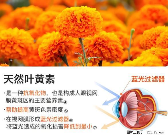 叶黄素有什么功效和作用 - 生活百科 - 威海生活社区 - 威海28生活网 weihai.28life.net