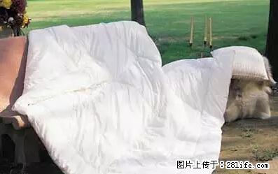 被子有异味？只要这样做，比晒太阳还强100倍！ - 家居生活 - 威海生活社区 - 威海28生活网 weihai.28life.net