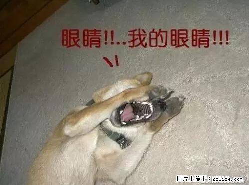 笑癫了！一女的怀孕三年未生，他终于忍不住了... - 娱乐八卦 - 威海生活社区 - 威海28生活网 weihai.28life.net