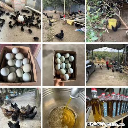 油茶园从小鸡仔开始养起的纯土鸡、土鸡蛋可以预定啦！还有前几天刚榨的纯山茶油哦 - 土特产 - 饮食特产 - 威海分类信息 - 威海28生活网 weihai.28life.net