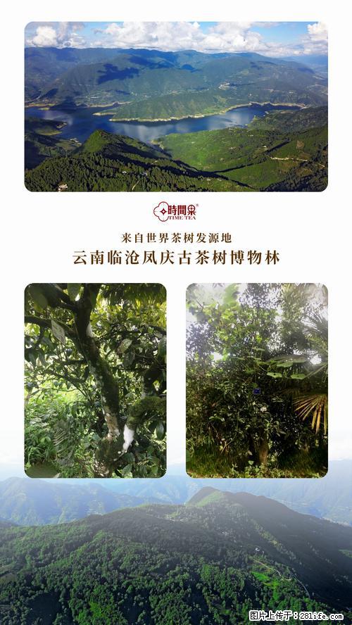 时间果百年古树2025年春红茶 - 购物交流 - 威海生活社区 - 威海28生活网 weihai.28life.net