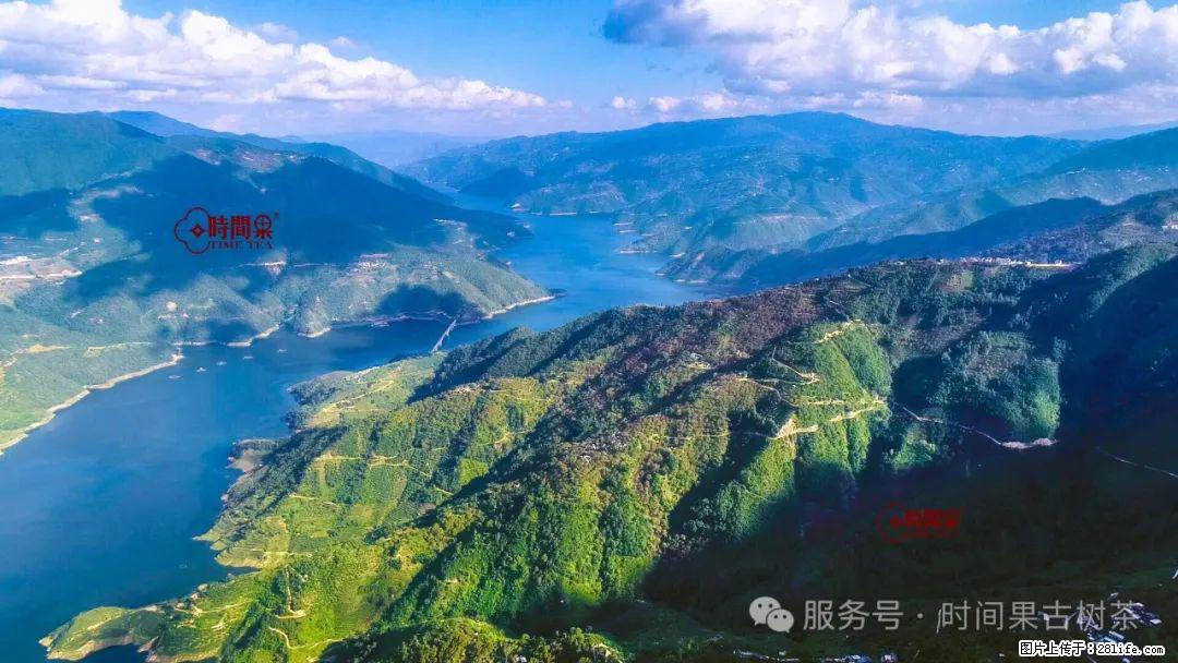时间果百年古树龙珠普洱生茶 - 购物交流 - 威海生活社区 - 威海28生活网 weihai.28life.net