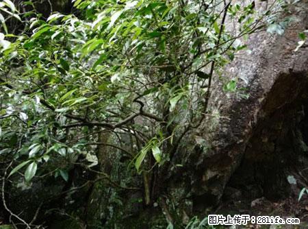 平乐石崖茶，珍贵仅次于金花茶 - 威海生活资讯 - 威海28生活网 weihai.28life.net