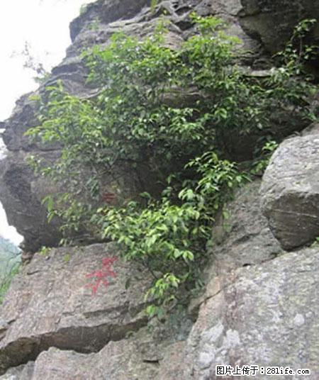 平乐石崖茶，珍贵仅次于金花茶 - 威海生活资讯 - 威海28生活网 weihai.28life.net