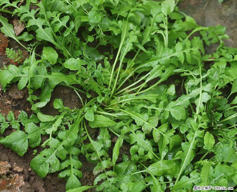这些蔬菜是“天然钙片”，这6种被医生重点推荐 - 威海生活资讯 - 威海28生活网 weihai.28life.net
