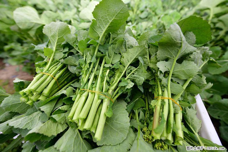 这些蔬菜是“天然钙片”，这6种被医生重点推荐 - 威海生活资讯 - 威海28生活网 weihai.28life.net